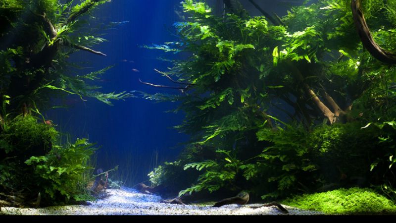 Wyniki głosowania w konkursie Planted Aquarium Design Contest 2013