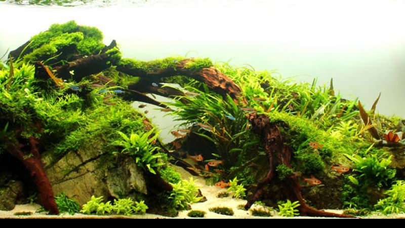 Wyniki głosowania w konkursie Planted Aquarium Design Contest 2013