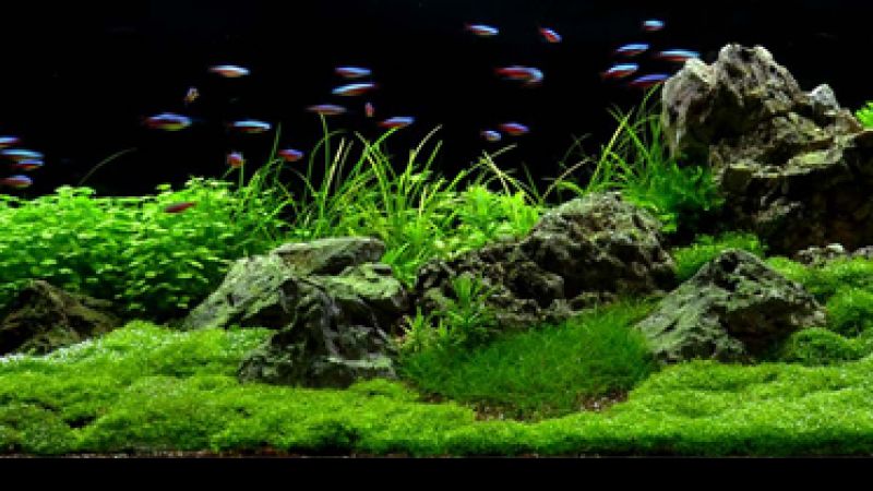 Wyniki głosowania w konkursie Planted Aquarium Design Contest 2013
