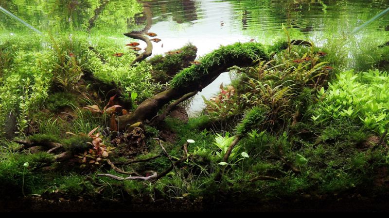 Wyniki głosowania w konkursie Planted Aquarium Design Contest 2013