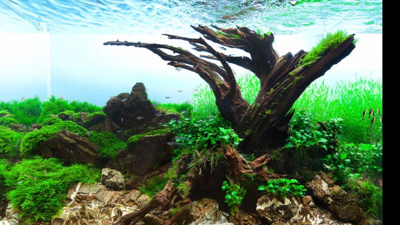 Wyniki głosowania w konkursie Planted Aquarium Design Contest 2013
