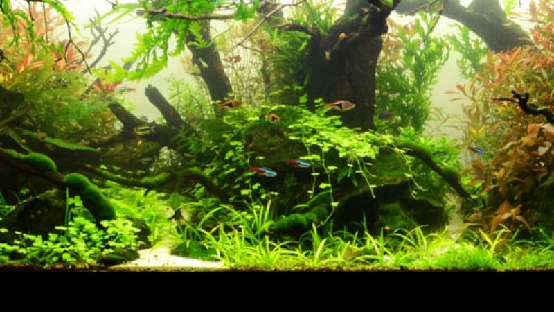 Wyniki głosowania w konkursie Planted Aquarium Design Contest 2013
