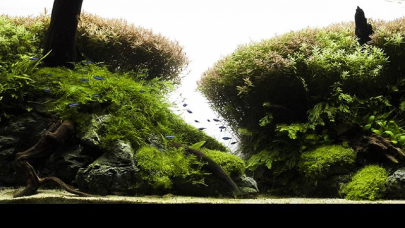 Wyniki głosowania w konkursie Planted Aquarium Design Contest 2013