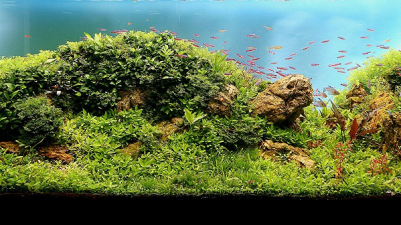 Wyniki głosowania w konkursie Planted Aquarium Design Contest 2013