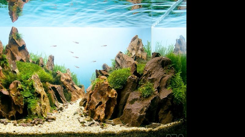 Wyniki głosowania w konkursie Planted Aquarium Design Contest 2013