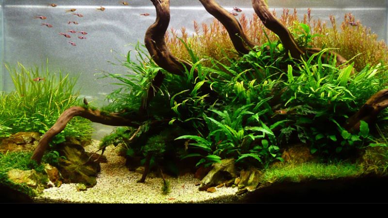 Wyniki głosowania w konkursie Planted Aquarium Design Contest 2013