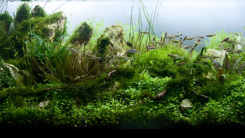 Wyniki głosowania w konkursie Planted Aquarium Design Contest 2013