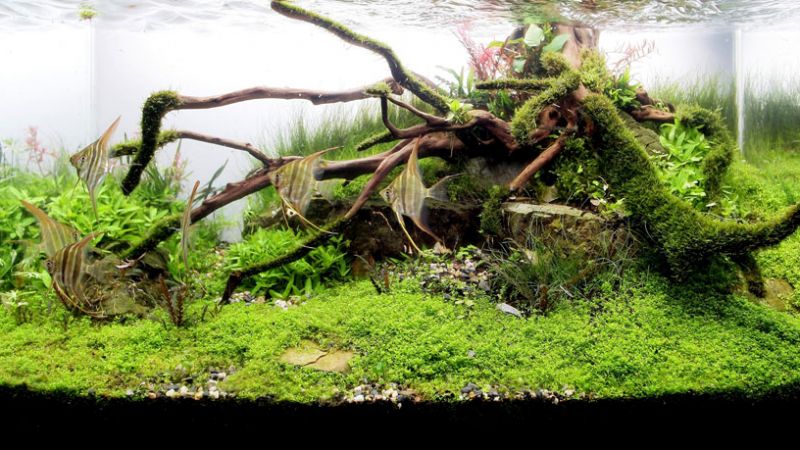 Wyniki głosowania w konkursie Planted Aquarium Design Contest 2013