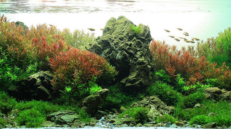 Wyniki głosowania w konkursie Planted Aquarium Design Contest 2013
