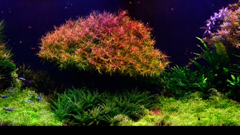 Wyniki głosowania w konkursie Planted Aquarium Design Contest 2013