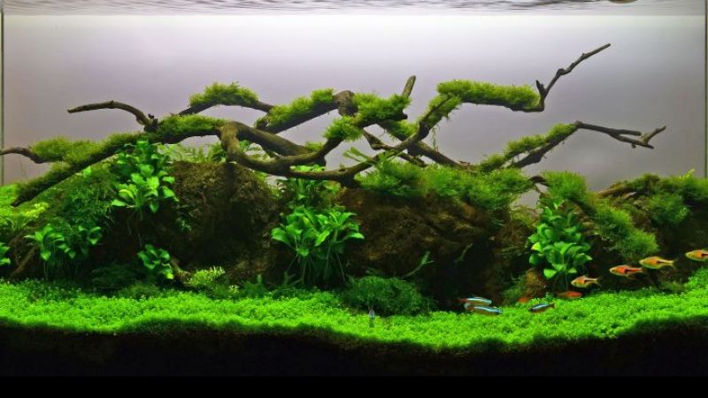Wyniki głosowania w konkursie Planted Aquarium Design Contest 2013