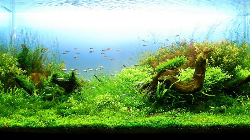Wyniki głosowania w konkursie Planted Aquarium Design Contest 2013