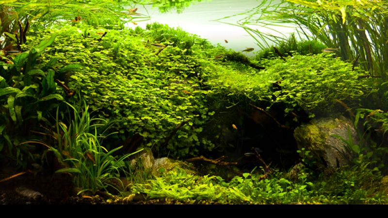 Wyniki głosowania w konkursie Planted Aquarium Design Contest 2013