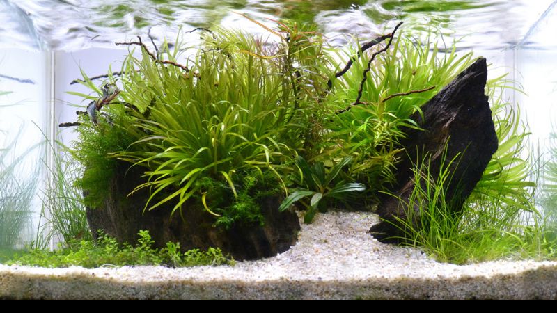 Wyniki głosowania w konkursie Planted Aquarium Design Contest 2013