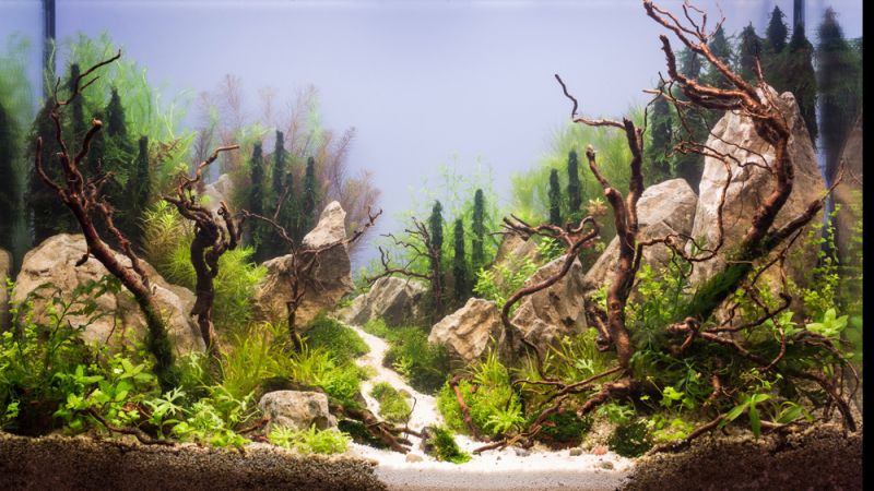 Wyniki głosowania w konkursie Planted Aquarium Design Contest 2013