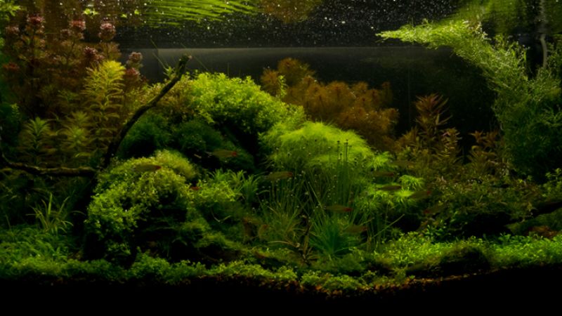 Wyniki głosowania w konkursie Planted Aquarium Design Contest 2013