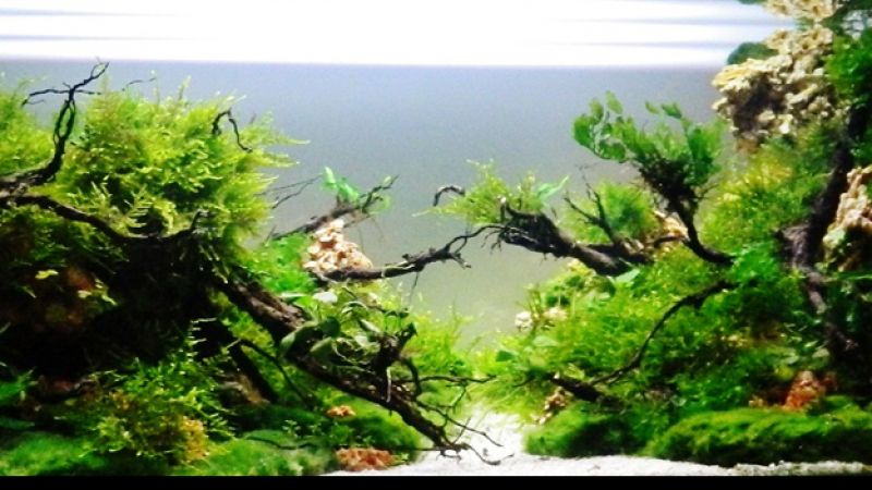 Wyniki głosowania w konkursie Planted Aquarium Design Contest 2013
