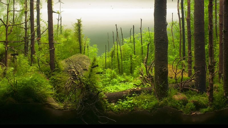 Wyniki głosowania w konkursie Planted Aquarium Design Contest 2013