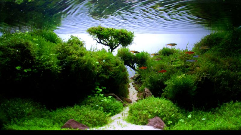 Wyniki głosowania w konkursie Planted Aquarium Design Contest 2013