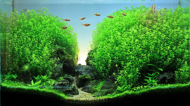 Wyniki konkursu AAC Thailand 2013