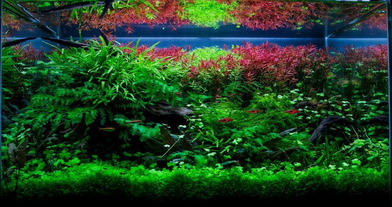 Wyniki konkursu AAC Thailand 2013