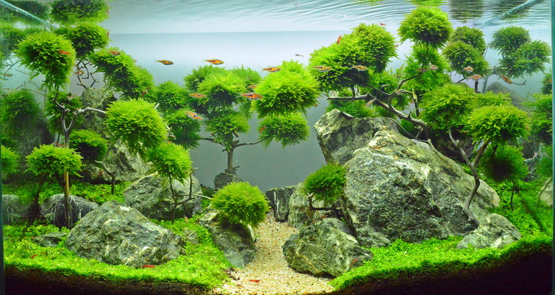 Wyniki konkursu AAC Thailand 2013
