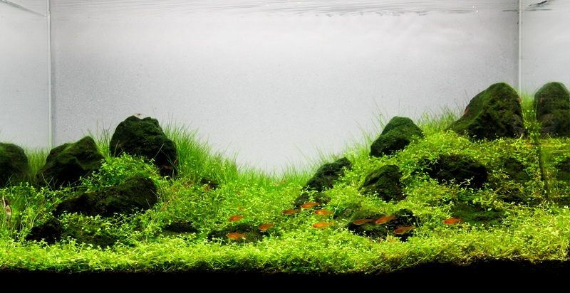 Wyniki konkursu AAC Thailand 2013