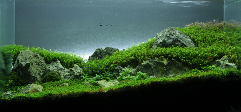 Wyniki konkursu AAC Thailand 2013