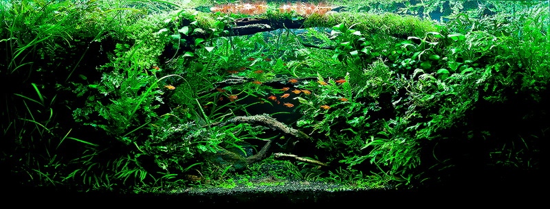 Wyniki konkursu AAC Thailand 2013
