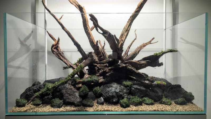 Finał konkursu Tetra Hardscape Challenge