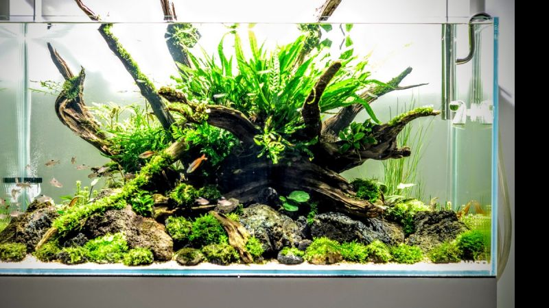 Finał konkursu Tetra Hardscape Challenge