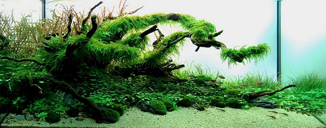 Wyniki konkursu The Best Nature Aquariums Design