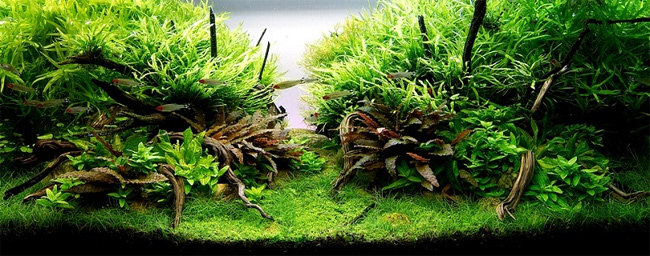 Wyniki konkursu The Best Nature Aquariums Design