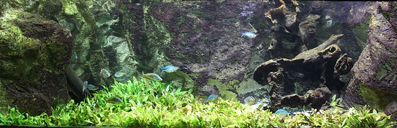 Fotorelacja z paryskiego Aquarium tropical de la Porte Dorée 