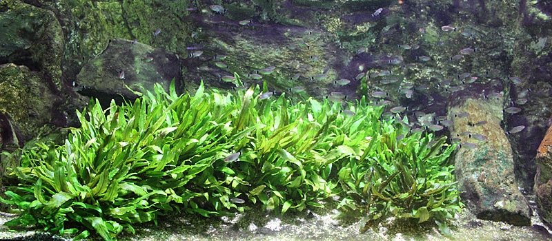 Fotorelacja z paryskiego Aquarium tropical de la Porte Dorée 