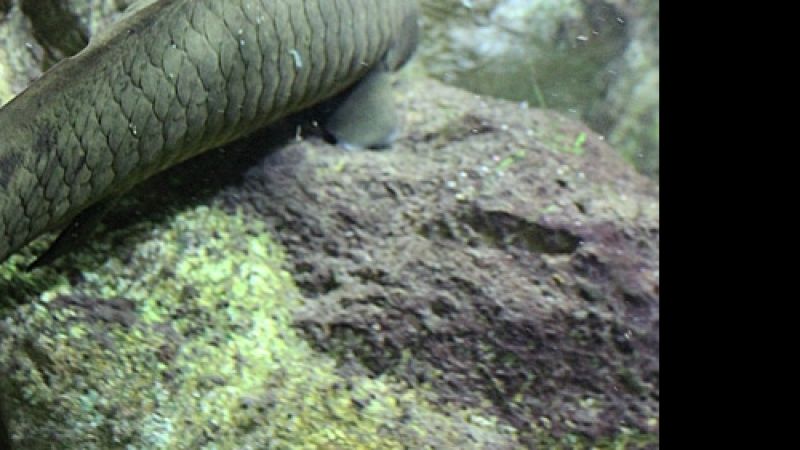Fotorelacja z paryskiego Aquarium tropical de la Porte Dorée 