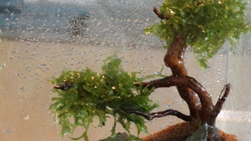 Fotorelacja z warsztatów we Wrocławskim Ogrodzie Botanicznym