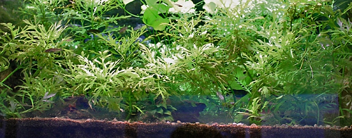 Fotorelacja z paryskiego Aquarium tropical de la Porte Dorée 