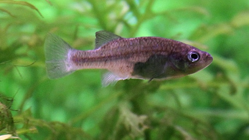 Fotorelacja z paryskiego Aquarium tropical de la Porte Dorée 
