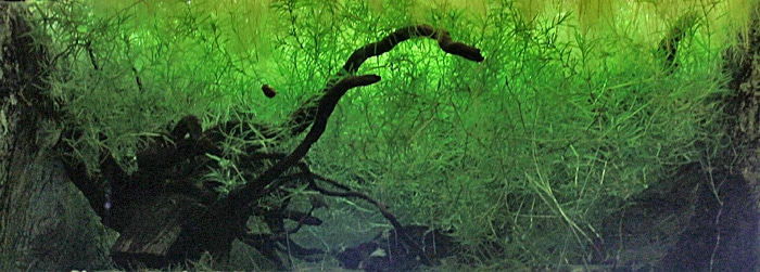 Fotorelacja z paryskiego Aquarium tropical de la Porte Dorée 