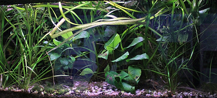 Fotorelacja z paryskiego Aquarium tropical de la Porte Dorée 