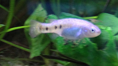 Fotorelacja z paryskiego Aquarium tropical de la Porte Dorée 