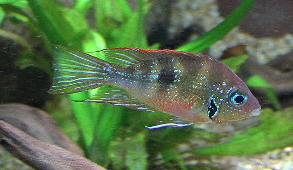 Fotorelacja z paryskiego Aquarium tropical de la Porte Dorée 