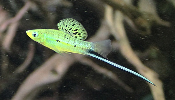 Fotorelacja z paryskiego Aquarium tropical de la Porte Dorée 