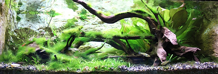 Fotorelacja z paryskiego Aquarium tropical de la Porte Dorée 