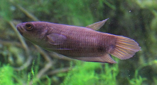 Fotorelacja z paryskiego Aquarium tropical de la Porte Dorée 