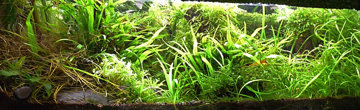 Fotorelacja z paryskiego Aquarium tropical de la Porte Dorée 
