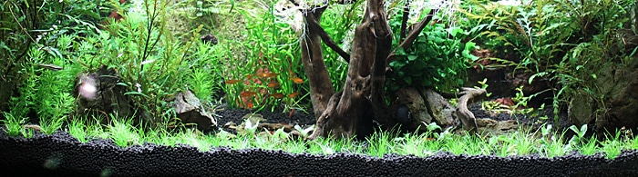 Fotorelacja z paryskiego Aquarium tropical de la Porte Dorée 