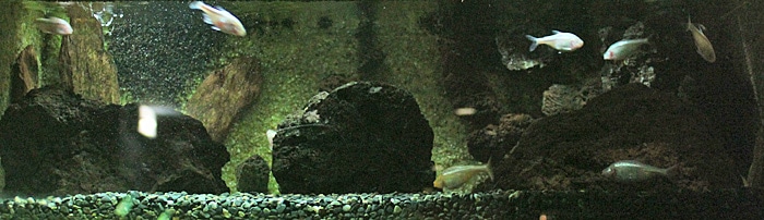 Fotorelacja z paryskiego Aquarium tropical de la Porte Dorée 