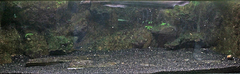 Fotorelacja z paryskiego Aquarium tropical de la Porte Dorée 